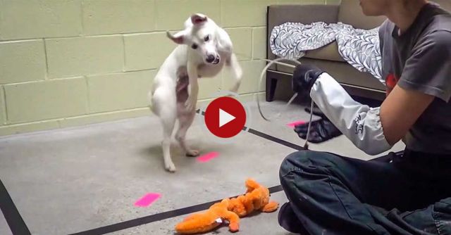 Traumatized Puppy Mill Dog Makes An Amazing Recovery