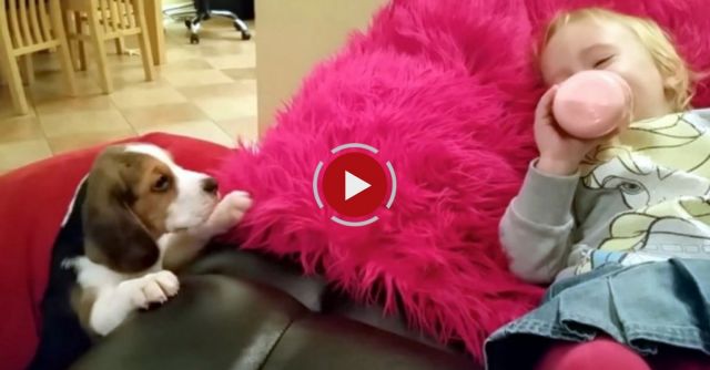 Puppy's Struggle To Get On The Couch Has Small Human Tot Giggling