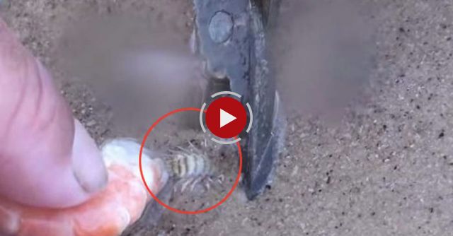 How To Catch Beach Worms