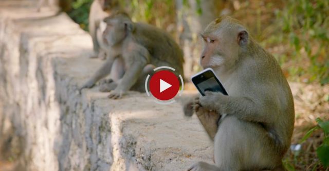 Why Are These Monkeys Stealing From Tourists?