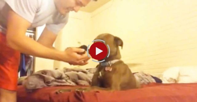 Dog Meets Baby Kitten