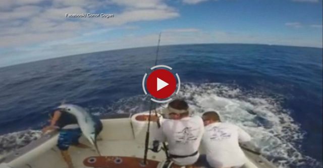 Fisherman Almost Impaled By 90kg Giant Marlin