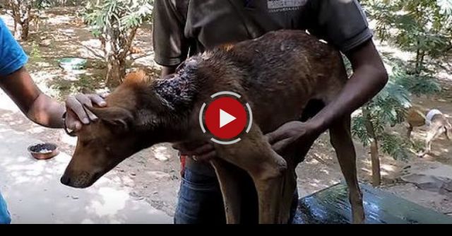 Wounded, Starving And Scared Dog’s Amazing Recovery