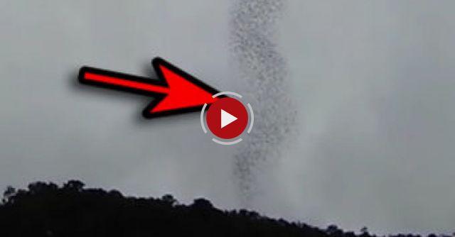 Watch 3 Millions Of Bats Going Out For A Night Hunting In Mulu NP, Borneo
