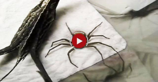 The Spider Who Couldn't Hide