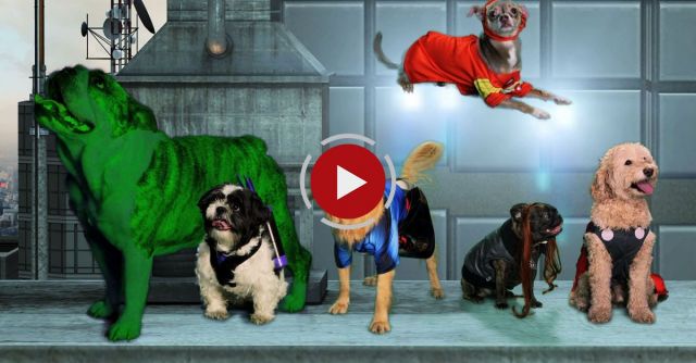 Avengers With Puppies!