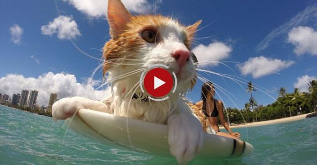 One-Eyed Cat Loves To Surf
