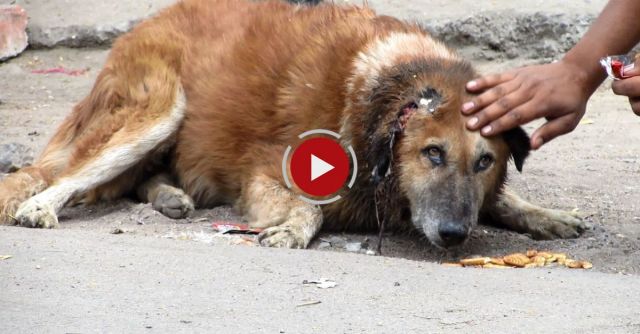 Rescue Of An Old Street Dog Whose Ear Was Torn To Shreds – Beautiful Recovery