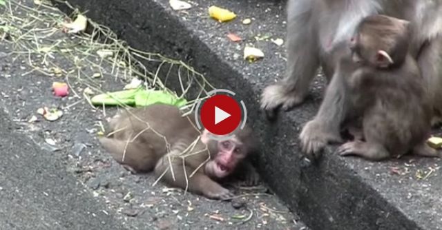 Baby Monkey Cry While Looking For A Mom