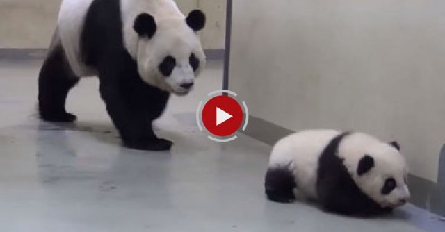 Giant Panda Puts Baby Back To Bed