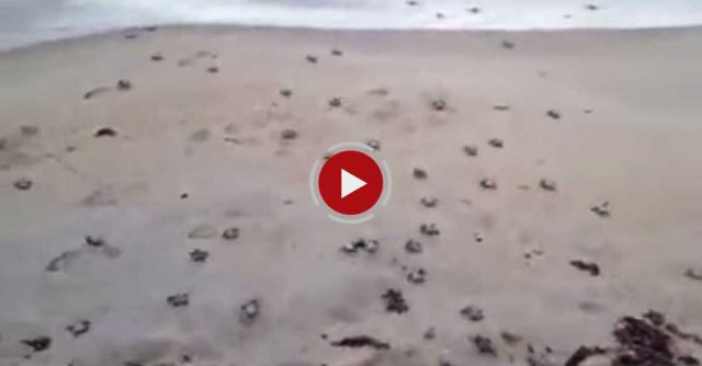 Baby Turtles Being Born On The Beach