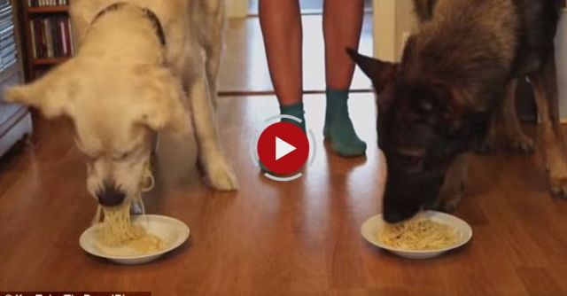 Spaghetti Eating Competition: Golden Retriever Vs German Shepherd