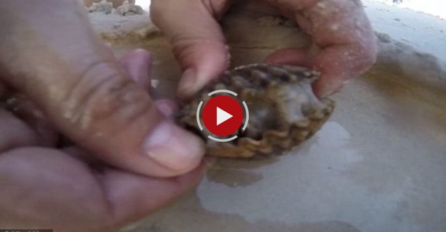 Squid In The Cockle Shell