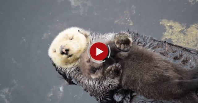 1 Day Old Sea Otter Trying To Sleep On Mom