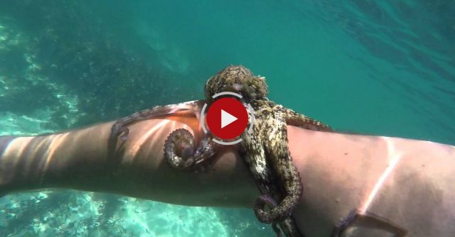Octopus Sucks Onto Arm And Won't Let Go!