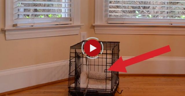 Smart German Shepherd:  Twitch Letting Sophie Out Of Her Kennel