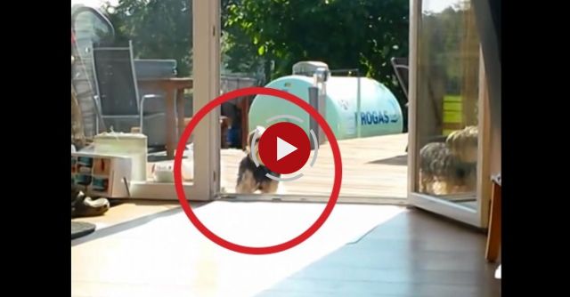 Dog Thinks Terrace Door Is Closed