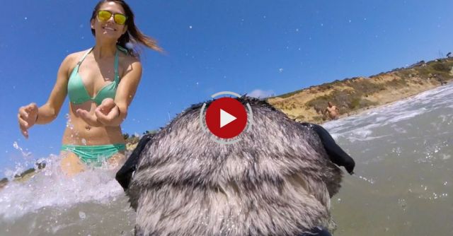 GoPro: Brandy The Surfing Pug