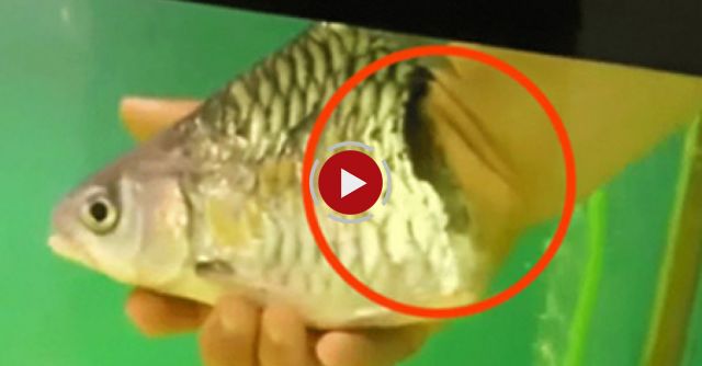 Fish Survives With Half The Body Missing