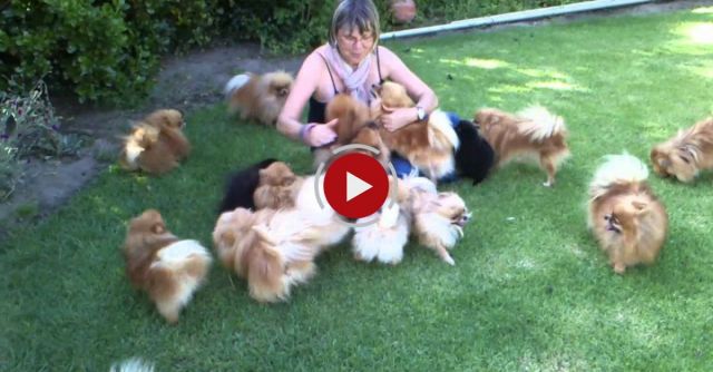 Coming Home - Pomeranians Very Happy To See Mom