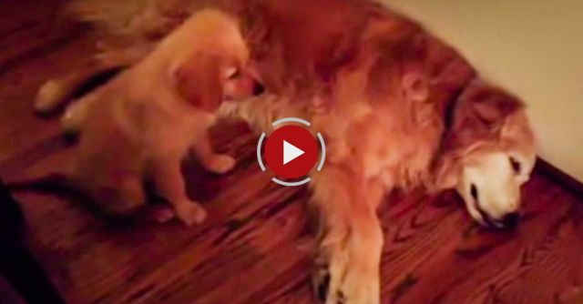 Puppy Golden Retriever Comforts Older Dog During Nightmare