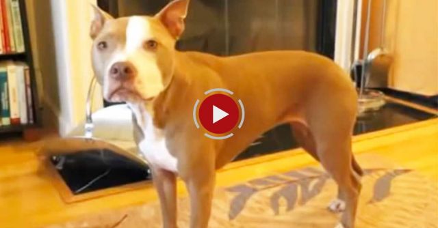 Amazingly Smart Pit Bull Performs Fancy Tricks