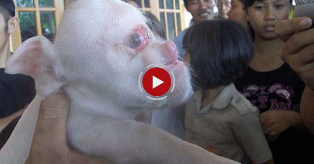 Pig With A Monkey Face In Cuba