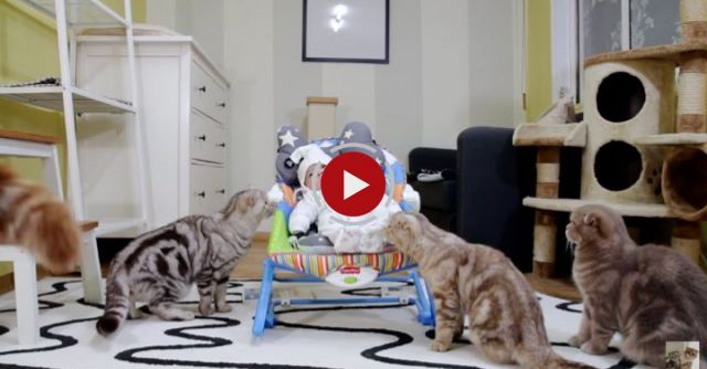 Cats' First Encounter With A Baby