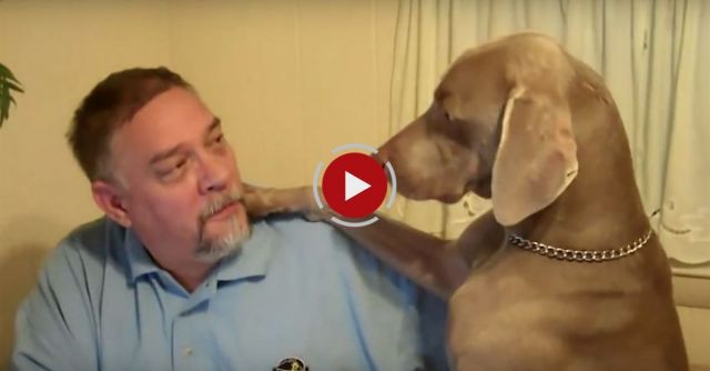 Don't Ignore A Weimaraner 