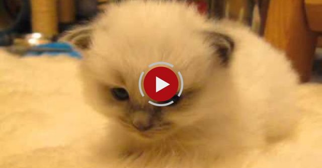 Tired Kitten Is Tired