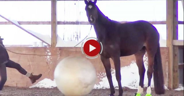 Horse Playing With Ball