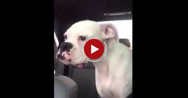 Boxer Dog Is Mad At Owner About Leaving The Dog Park