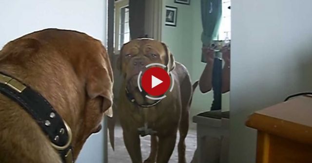 Dog Sees His Reflection And Loses It