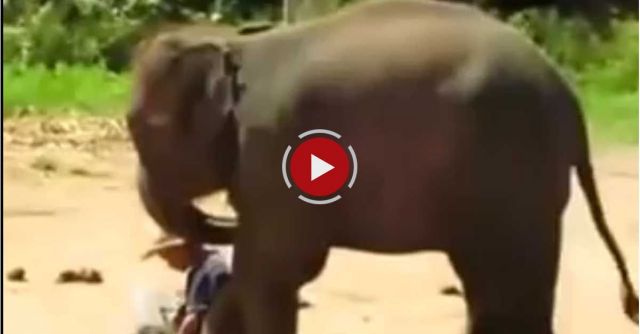 An Elephant Paints A Self-portrait With His Trunk