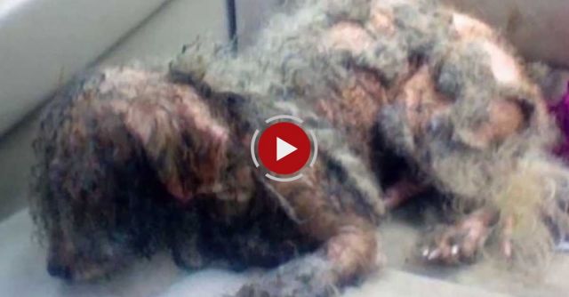 Homeless Dog Rescued 