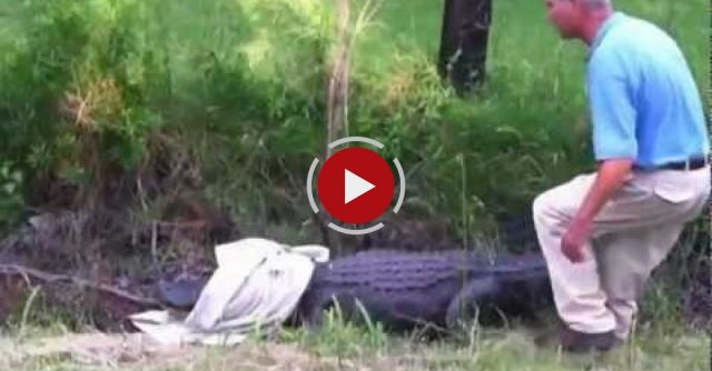 Do Not Mess With The Alligator