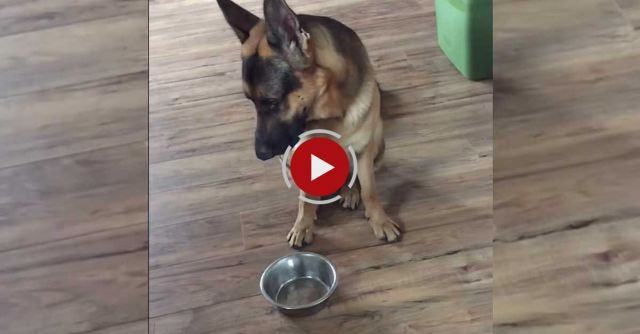 German Shepherd Is Hungry