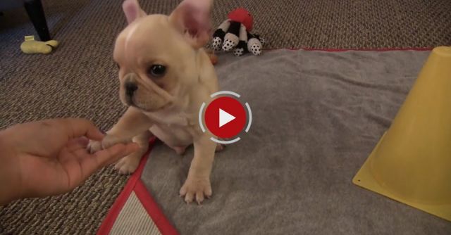French Bulldog Puppy Tricks 12 Wks Old Brody Brixton