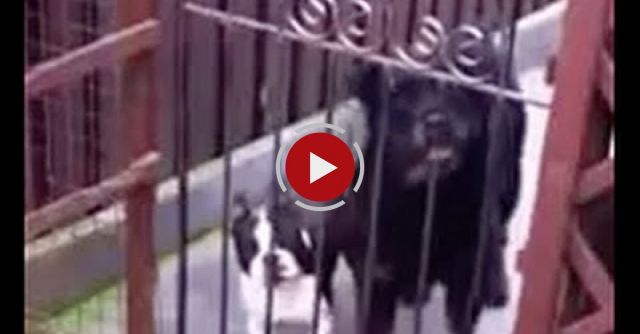 Dog Says Hello To Humans