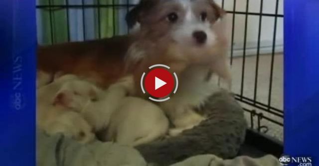 Happy Mother's Day Dog Nurses Kittens