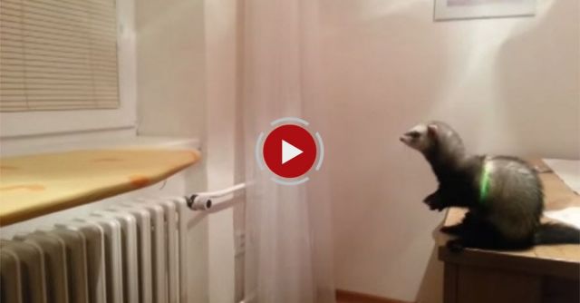 Ferret Jump Fail