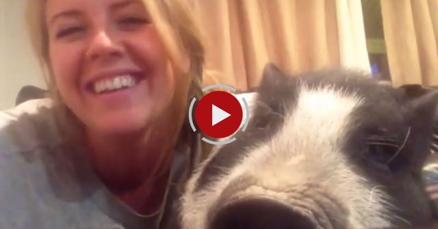 Virginia The Grumble Pig