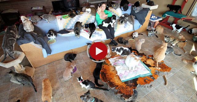 Ultimate Cat Lady: Woman Shares Her Home With 1,100 Felines