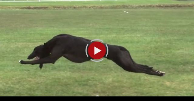 Cheetah Vs Greyhound - World's Fastest Dog In Super Slow Motion