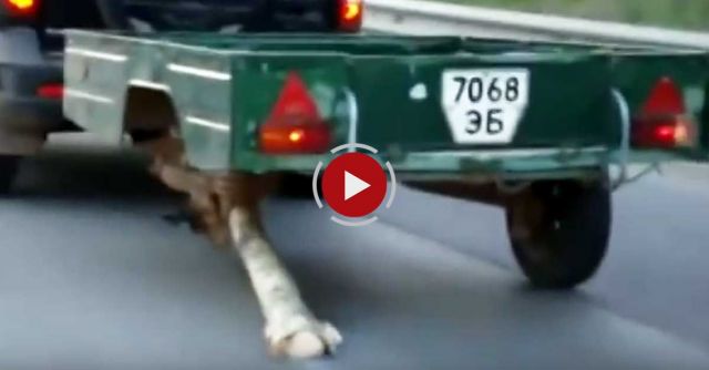 Creative Spare Tire - Tree Branch Instead Of A Wheel