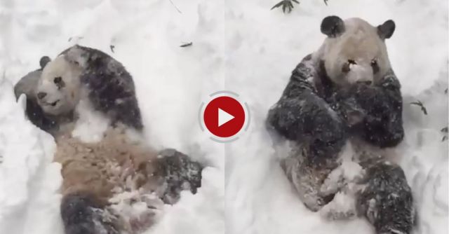 Tian Tian In The Snow 