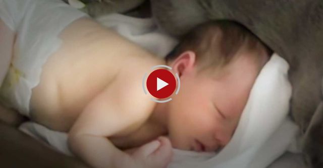 Burmese Cats Guard Newborn