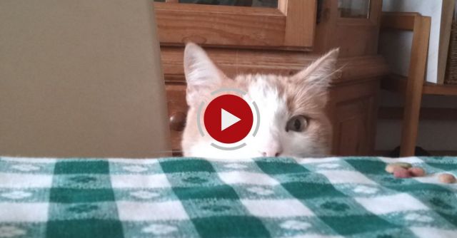 Hungry Cat Eats Almost Anything