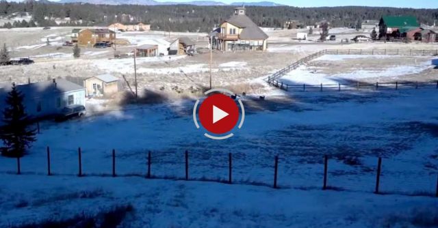 Man Feeds Large Pack Of Deer.