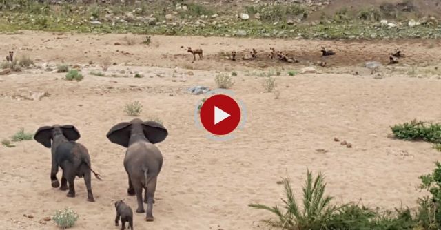Elephants Protect Calf From Wild Dogs